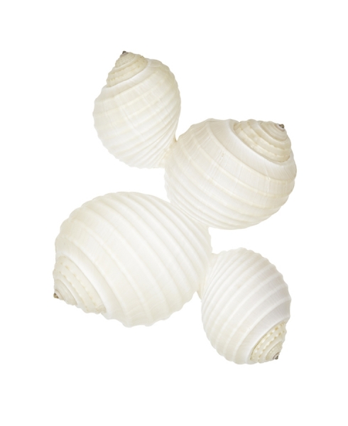 Photograph Louisa Parry Louisa_parry_shell3 on One Eyeland